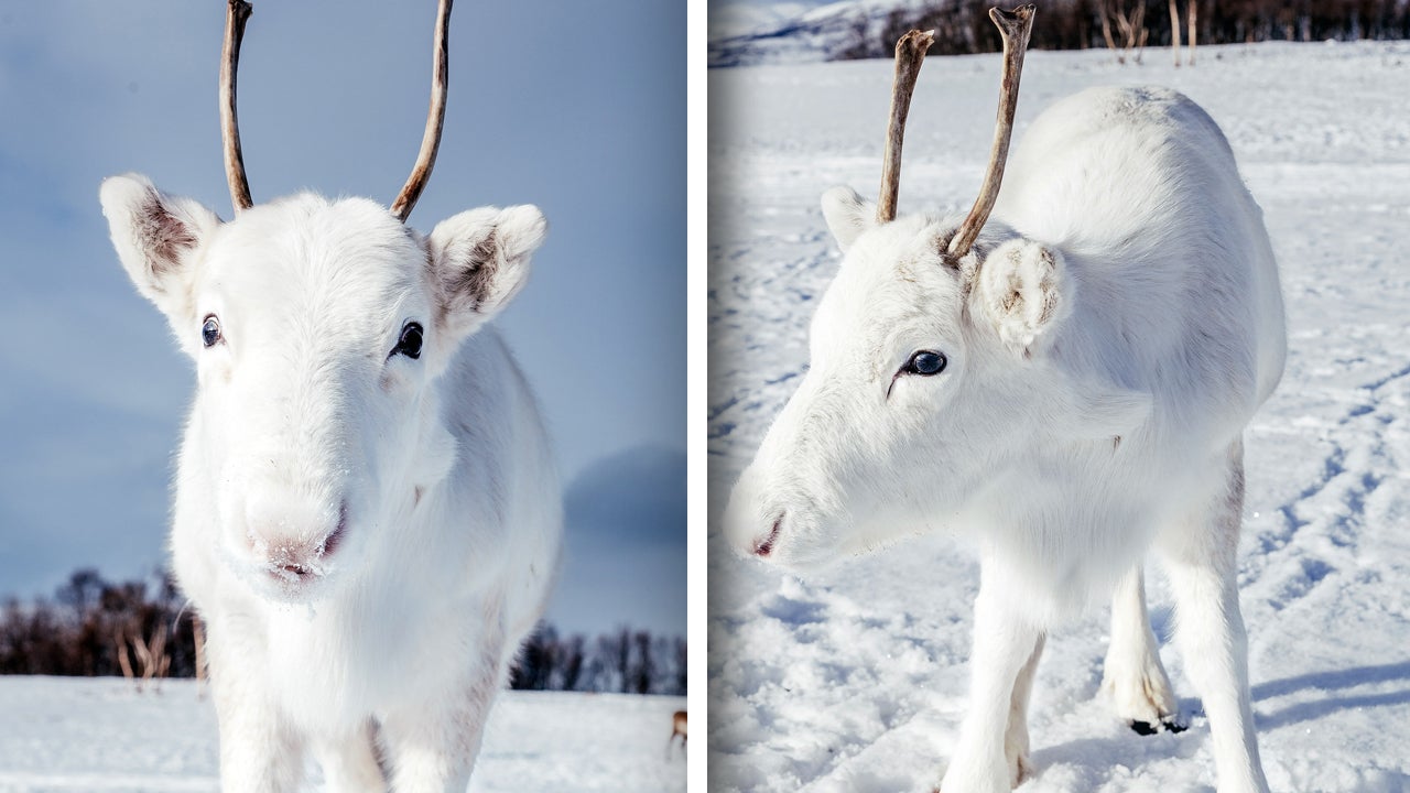 Ultra Rare White Baby Reindeer Spotted Using Snow As Camouflage In ...